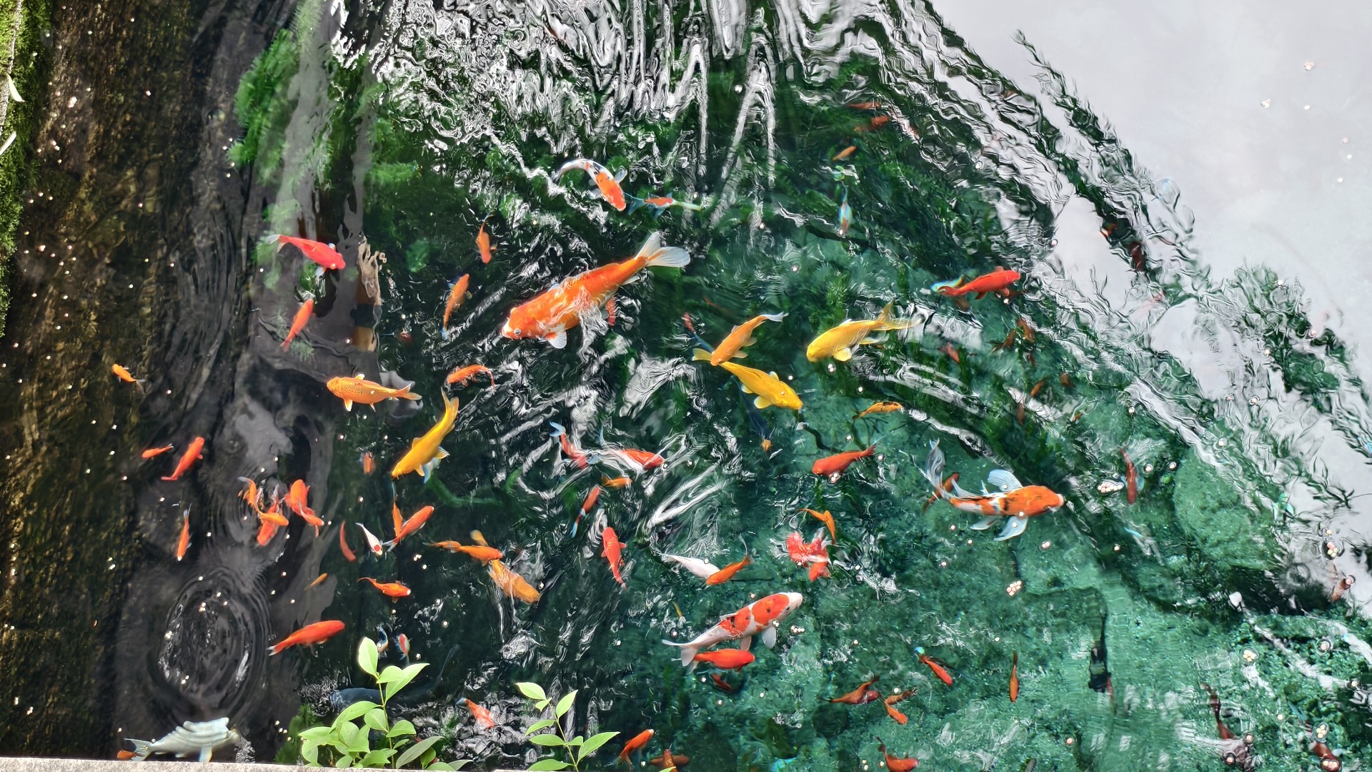 锦鲤.jpg