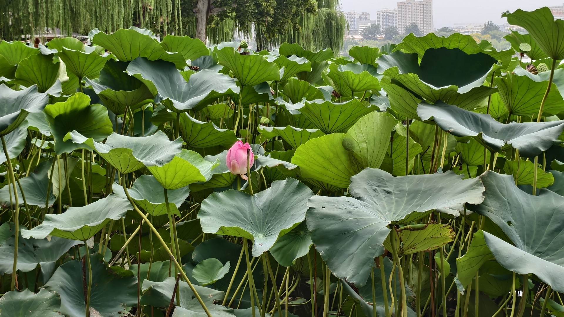 大明湖荷花.jpg